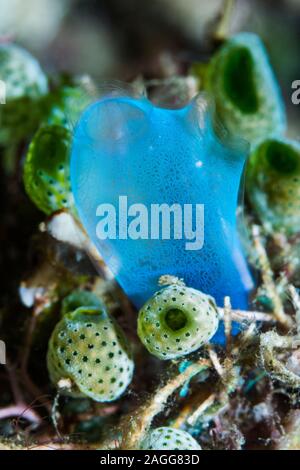 Blau Club tunicate [Rhopalaea crassa] und Grünen urn Seescheiden [Didemnum molle]. Nord Sulawesi, Indonesien. Stockfoto