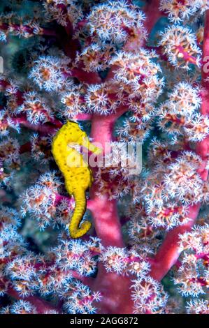Sea Horse thront auf einem weichen Korallen - Siphonogorgia godeffroyi. Lembeh Sulawesi, Indonesien. Stockfoto