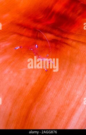 Sarasvati anemone Garnele [Ancylomenes sarasvati] Auf einer herrlichen Seeanemone [Heteractis magnifica]. Nord Sulawesi, Indonesien. Stockfoto