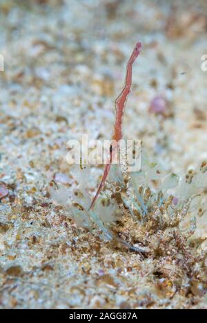 Lembeh Tozeuma Garnelen [Tozeuma Tupa] mit gestielten Seescheiden. West Papua, Indonesien. Indo-West Pazifik. Stockfoto