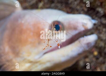 Rock Shrimp [Urocaridella sp] mit einem Weißen breitrandigem Muränen [Enchelycore schismatorhynchus] im Hintergrund. Lembeh Strait,Sulasesi, Indonesien Stockfoto