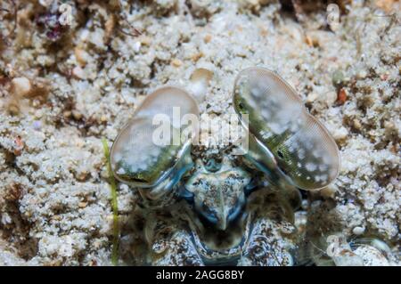 Spearing mantis Shrimp [Lysiosquillina sp.]. Puerto Galera, Philippinen. Stockfoto