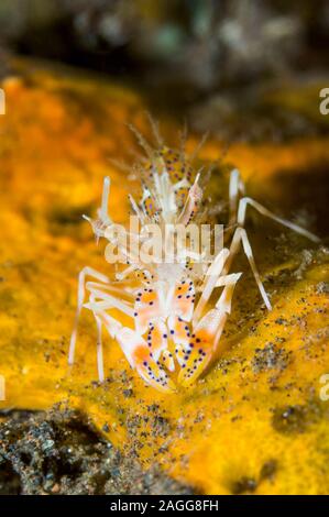 Stachelige Tiger Garnelen [Phyllognathia ceratophthalmus] auf einem Schwamm. West Papua, Indonesien. Indo-West Pazifik. Stockfoto