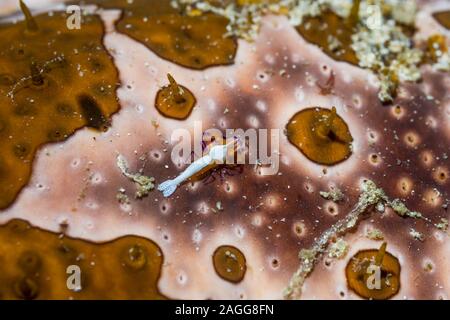 Kaiser Garnelen [Periclemenes Imperator] Auf einer Seegurke. West Papua, Indonesien. Indo-West Pazifik. Stockfoto