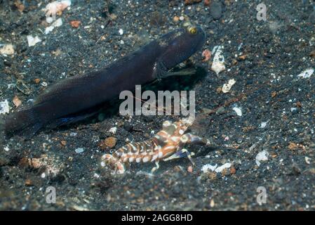 Gebänderte Shrimpgoby Cryptocentrus cinctus [CF] mit einem Tiger Snapping Shrimp [Alpheus bellulus]. Lembeh Strait, Nord Sulawesi, Indonesien. Stockfoto