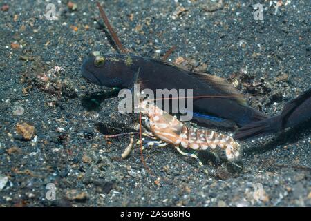 Gebänderte Shrimpgoby Cryptocentrus cinctus [CF] mit einem Tiger Snapping Shrimp [Alpheus bellulus]. Lembeh Strait, Nord Sulawesi, Indonesien. Stockfoto