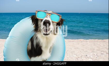 Hund Sommer im Urlaub am Strand in blau Aufblasbare float Pool und eine Sonnenbrille. Glücklichen Ausdruck. Stockfoto