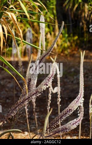 Meer Blausterne (Drimia maritima) in Fanari Beach, Argostoli, Kefalonia, Ionische Inseln, Griechenland Stockfoto