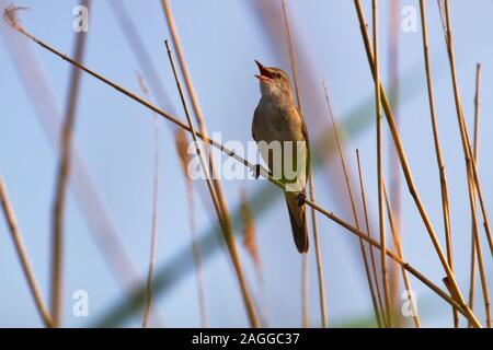 Die große Teichrohrsänger (Acrocephalus arundinaceus) singt auf den Gipfeln von Schilf, um die Verschachtelung Gebiet zu schützen und Frauen anzuziehen. Reproduct Stockfoto