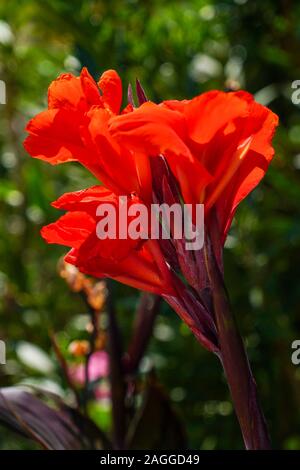 Rot Canna (Canna Lily) fotografiert auf Kefalonia, Ionische Inseln, Griechenland im September Stockfoto