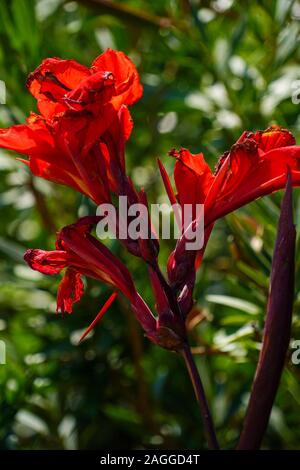 Rot Canna (Canna Lily) fotografiert auf Kefalonia, Ionische Inseln, Griechenland im September Stockfoto