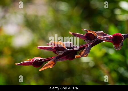 Rot Canna (Canna Lily) fotografiert auf Kefalonia, Ionische Inseln, Griechenland im September Stockfoto