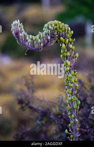 Meer Blausterne (Drimia maritima) in Fanari Beach, Argostoli, Kefalonia, Ionische Inseln, Griechenland Stockfoto