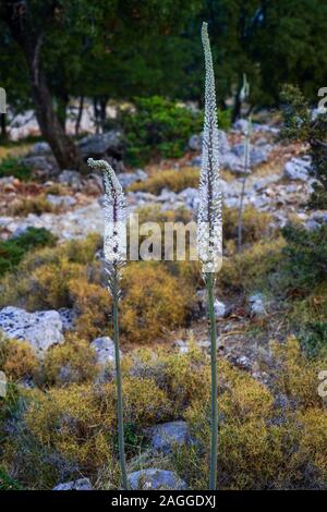 Meer Blausterne (Drimia maritima) in Fanari Beach, Argostoli, Kefalonia, Ionische Inseln, Griechenland Stockfoto