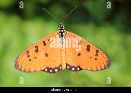 Tawny Coster Schmetterling Acraea terpsicore - Gujarat, Indien. Stockfoto