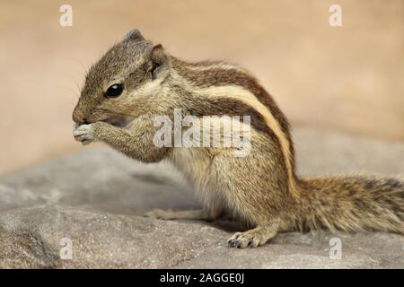 Northern Palm Squirrel (Funambulus pennantii) alias 5-gestreiften Palm Eichhörnchen Stockfoto