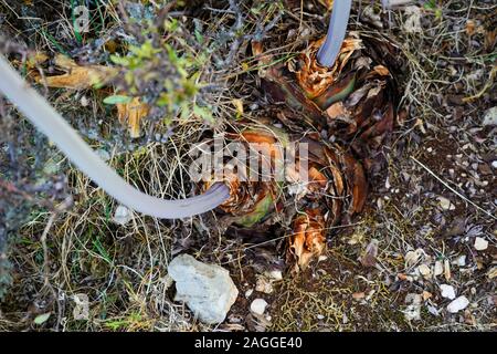 Meer Blausterne (Drimia maritima) in Fanari Beach, Argostoli, Kefalonia, Ionische Inseln, Griechenland Stockfoto