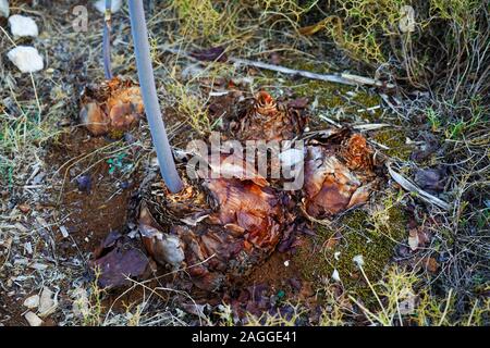 Meer Blausterne (Drimia maritima) in Fanari Beach, Argostoli, Kefalonia, Ionische Inseln, Griechenland Stockfoto