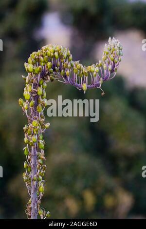 Meer Blausterne (Drimia maritima) in Fanari Beach, Argostoli, Kefalonia, Ionische Inseln, Griechenland Stockfoto