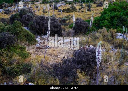 Meer Blausterne (Drimia maritima) in Fanari Beach, Argostoli, Kefalonia, Ionische Inseln, Griechenland Stockfoto