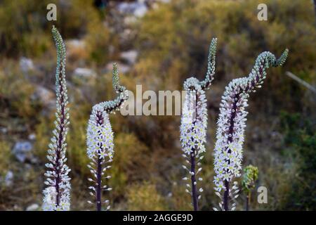 Meer Blausterne (Drimia maritima) in Fanari Beach, Argostoli, Kefalonia, Ionische Inseln, Griechenland Stockfoto