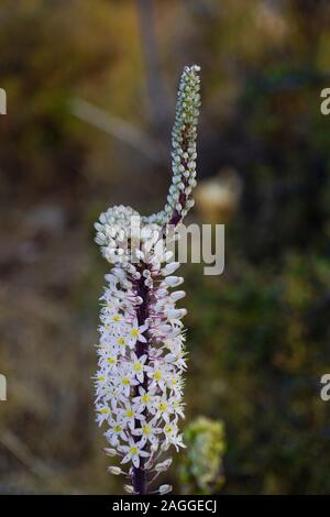 Meer Blausterne (Drimia maritima) in Fanari Beach, Argostoli, Kefalonia, Ionische Inseln, Griechenland Stockfoto