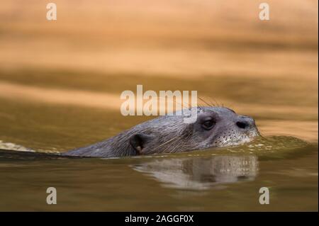 Giant river Otter (Pteronura brasiliensis) Schwimmen in Cuiaba Fluss, Pantanal, Mato Grosso, Brasilien Stockfoto