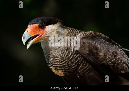 Portrait von Crested karakara (Polyborus plancus), Pantanal, Mato Grosso, Brasilien Stockfoto