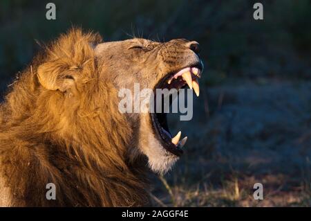 Löwe (Panthera Leo), Savute Kanal, Linyanti, Botswana Stockfoto