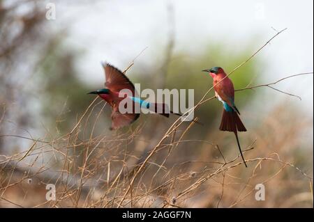 Südliche carmine Bienenfresser (Merops rubicoides), Chobe National Park, Botswana Stockfoto