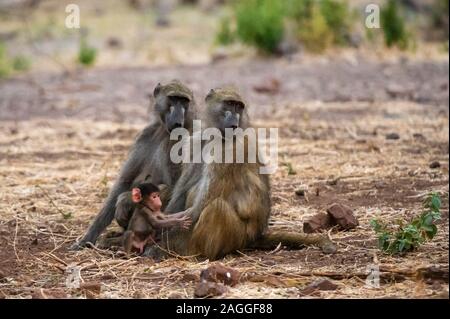 Chacma Paviane (Papio ursinus) und Säuglings-, Chobe National Park, Botswana Stockfoto