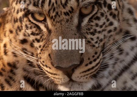 Leopard (Panthera pardus), Savute Channel, Linyanti, Botswana Stockfoto