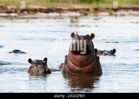 Flusspferde (Hippopotamus amphibius) im Fluss Khwai Konzession, Okavango Delta, Botswana Stockfoto