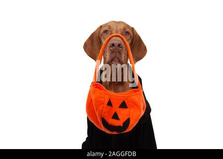 Hund Halloween Trick or treat Holding einen Kürbis Tasche und schwarz gekleidet. Auf weissem Hintergrund. Stockfoto