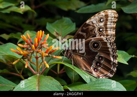 (Morpho Peleides blauer Morpho peleides limpida), La Paz Waterfall Gardens, Vara Blanca, Costa Rica Stockfoto