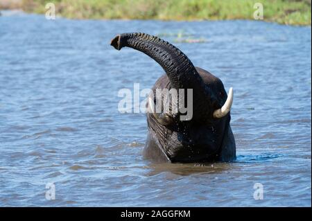 Afrikanischer Elefant (Loxodonta africana) spielen in der fluss Khwai, Khwai Konzession, Okavango Delta, Botswana Stockfoto