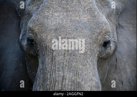Nahaufnahme des Afrikanischen Elefanten (Loxodonta africana), Savuti Marsh, Chobe National Park, Botswana Stockfoto