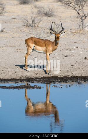 Impala (Aepyceros melampus), Kalahari, Botswana Stockfoto