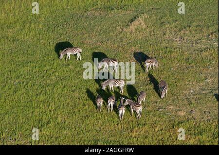 Luftaufnahme von Burchell's Zebra (Equus burchellii) Beweidung, Okavango Delta, Botswana Stockfoto