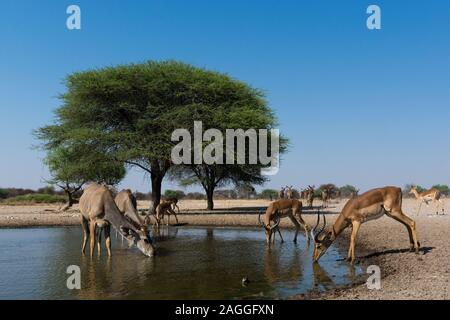 Remote Camera Bild von größeren Kudus (Tragelaphus strepsiceros) und Impalas (Aepyceros melampus) am Wasserloch, Kalahari, Botswana Stockfoto