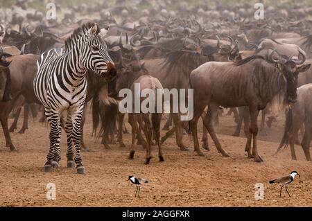 Zebras (Equus quagga) inmitten von Gnus Herde (connochaetes Taurinus) wartet Mara Fluss zu überqueren, Masai Mara National Reserve, Kenia Stockfoto