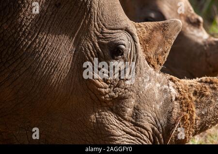 Breitmaulnashorn (Cerototherium simium), Masai Mara National Reserve, Kenia Stockfoto