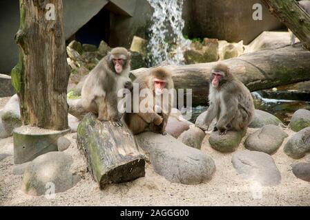 Amsterdam Zoo drei Affen/Paviane in Gehäuse Stockfoto