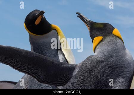 Königspinguine (Aptenodytes patagonica) kämpfen, Falkland Inseln Stockfoto