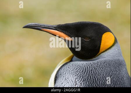 Porträt der Königspinguin (Aptenodytes patagonica), Falklandinseln Stockfoto
