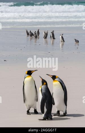 Drei Königspinguine (Aptenodytes patagonica) und Magellan-pinguine (Spheniscus Magellanicus) am Strand, Falkland Inseln Stockfoto