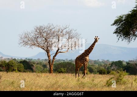 Giraffe (Giraffa Camelopardalis), den Tsavo Ost Nationalpark, Kenia Stockfoto