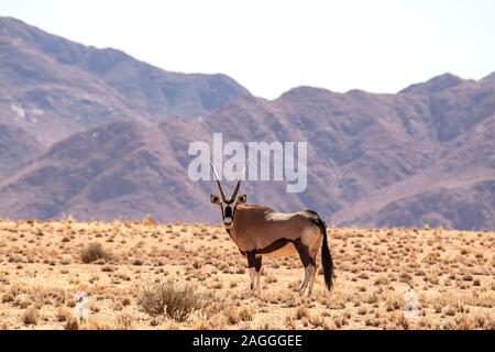 Einsame Oryx mit der tirasberge als Hintergrund, Namibia. Stockfoto