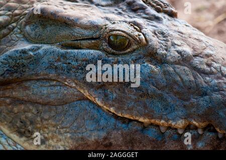 Nilkrokodil (Crocodylus niloticus), den Tsavo Ost Nationalpark, Kenia Stockfoto