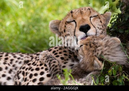 Cheetah (Acynonix jubatus) und Cub, Masai Mara National Reserve, Kenia Stockfoto